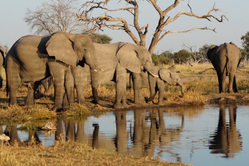 Chobe Full day Safari