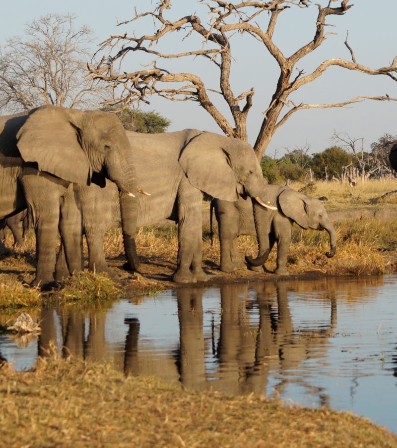 Chobe Full day Safari