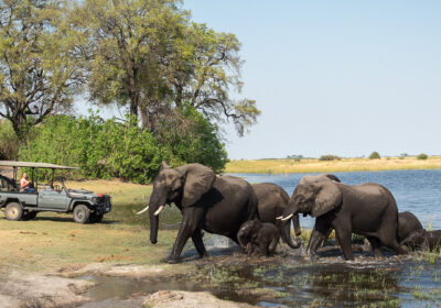 Full Day Chobe Day Trip