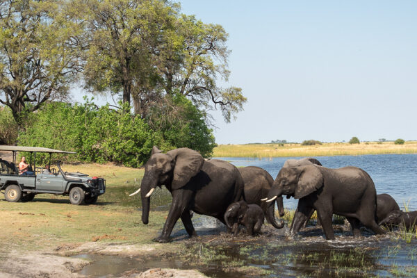Full Day Chobe Day Trip